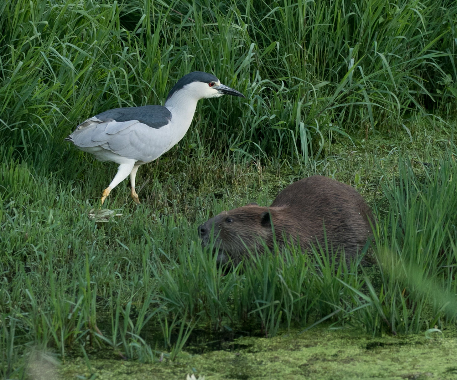 Beaver Lodge